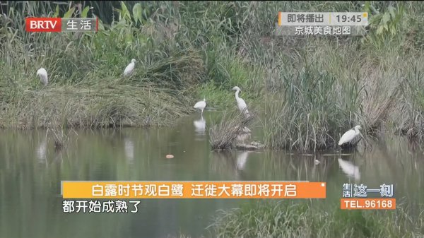 欧洲杯体育白露时节不雅白鹭 移动大幕行将开启-开云「中国」kaiyun网页版登录入口